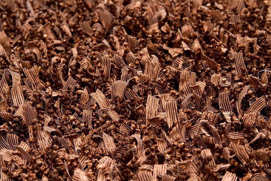 Chandra Gianna gia19003 Brown Rugs.