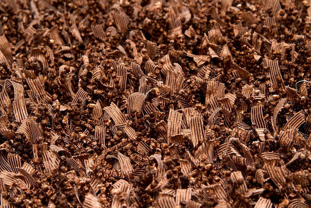 Chandra Gianna gia19003 Brown Rugs.