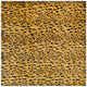 Animal Prints