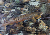 American Dakota Secluded Water Series Paint Rug - -