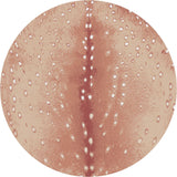 American Dakota Spotted Hide Blush Rug - 0361BLS234