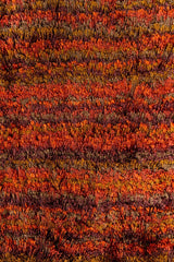 Chandra Savona sav16703 Pink Rugs.
