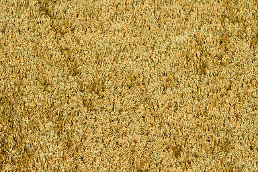 Chandra Seschat Ses4404 Green / Orange Rugs.