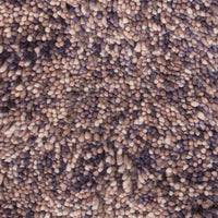 Chandra Izzie Izz-45303 Charcoal / Taupe / White Shag Area Rug